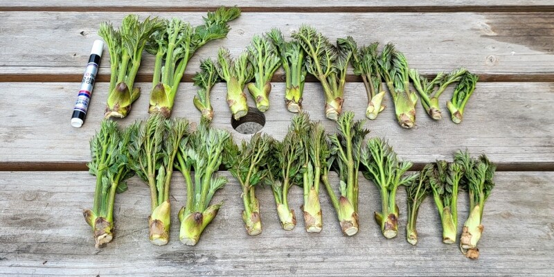 {홍천명품잣} 홍천잣, 홍천잣추천, 잣추천, 잣, 잣선물, 잣선물세트, 잣선물셋트