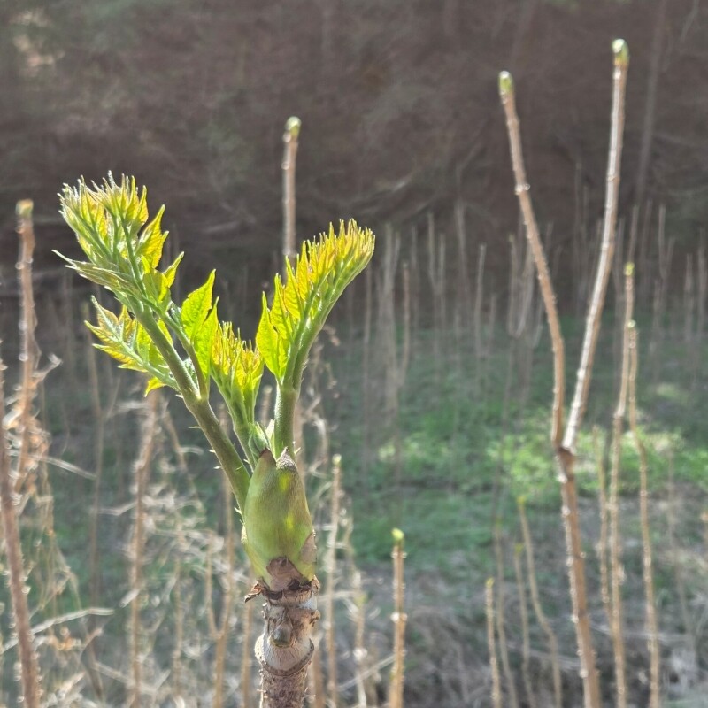 {홍천명품잣} 홍천잣, 홍천잣추천, 잣추천, 잣, 잣선물, 잣선물세트, 잣선물셋트